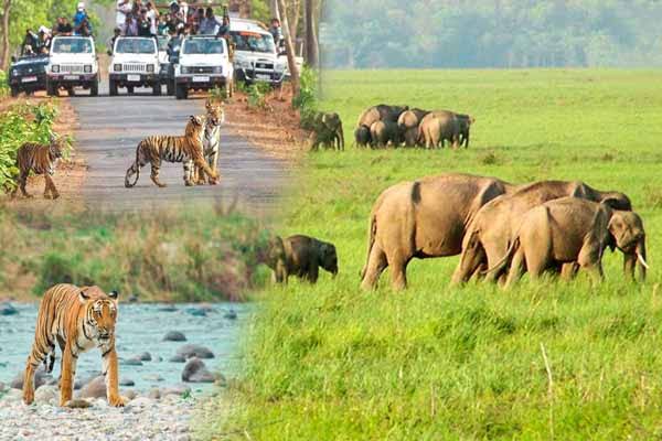 Jim Corbett National Park – Into the Wild Heart of Uttarakhand